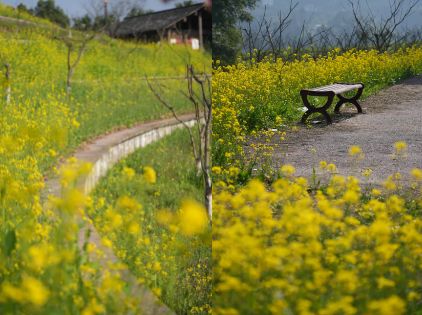 2026重庆油菜花免费景点有哪些？
