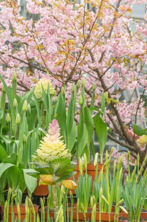 2026重庆3月看樱花的地方推荐（花期+地点）