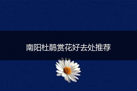 南阳杜鹃赏花好去处推荐