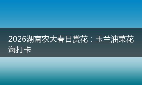 2026湖南农大春日赏花：玉兰油菜花海打卡