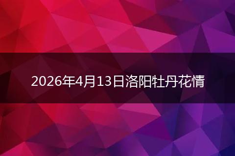 2026年4月13日洛阳牡丹花情