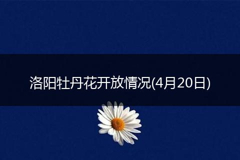 洛阳牡丹花开放情况(4月20日)