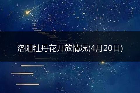 洛阳牡丹花开放情况(4月20日)